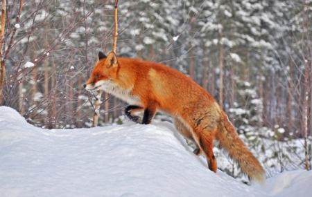 Охота на лисицу в зимнее время