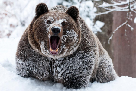 Увлекательная и опасная охота на медведя зимой